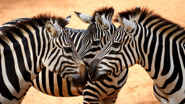 Zebras rubbing head dirt field free wallpaper for desktop - medium preview image