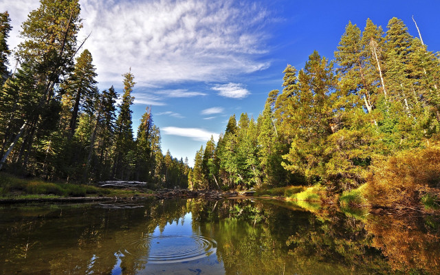 River forest trees blue sky free wallpaper for desktop - medium preview image