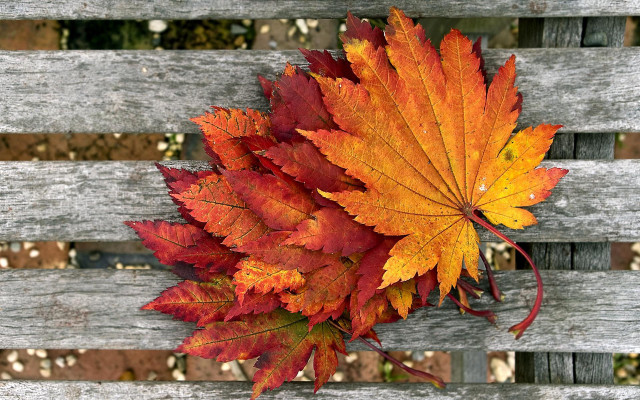 Autumn leaves wooden bench east free wallpaper for desktop - medium preview image