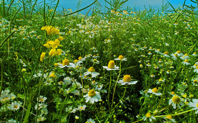 Wildflower field blue sky clouds free wallpaper for desktop - medium preview image
