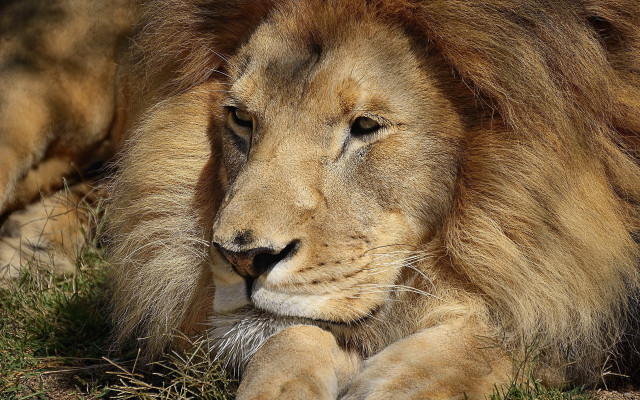 Lion resting in grass closeup free wallpaper for desktop - medium preview image