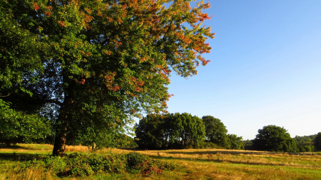 Autumn field tree blue sky free wallpaper for desktop - medium preview image