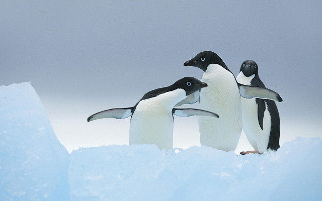 Penguins iceberg snow outdoors blue free wallpaper for desktop - medium preview image