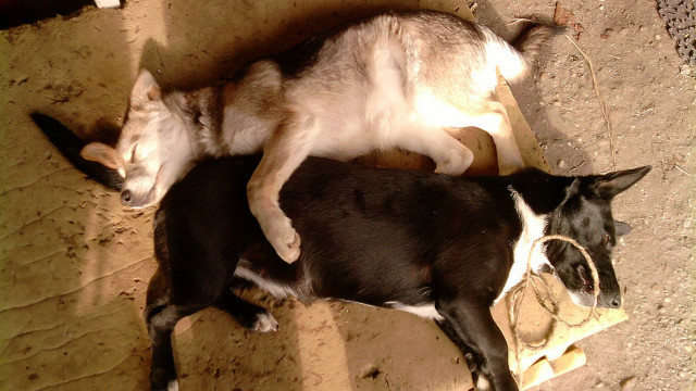 Sleeping dogs in dirt love free wallpaper for desktop - medium preview image