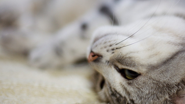 Cat back white blanket eyes free wallpaper for desktop - medium preview image
