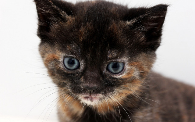 Small kitten blue eyes white free wallpaper for desktop - medium preview image