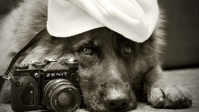 Dog hat camera blackwhite animal free wallpaper for desktop - medium preview image