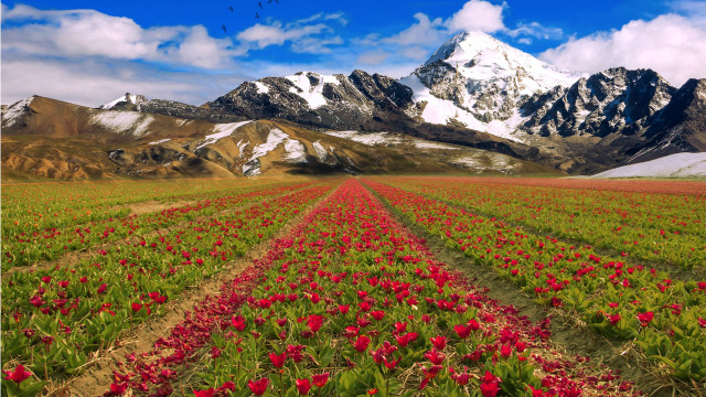 Flower field mountain sky bush #2 free wallpaper for desktop - medium preview image
