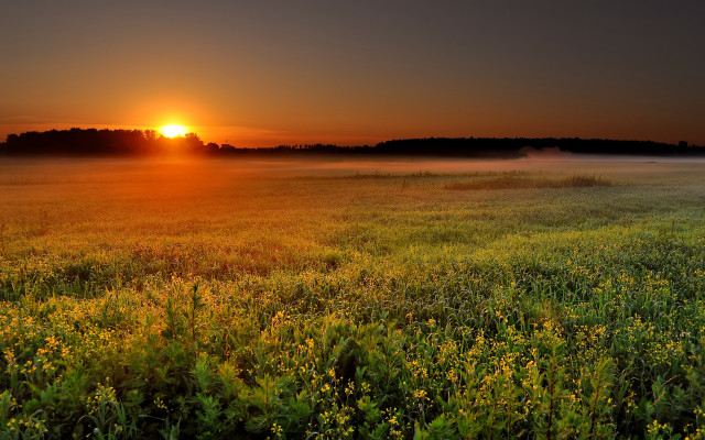 Sunset foggy field yellow flowers #2 free wallpaper for desktop - medium preview image