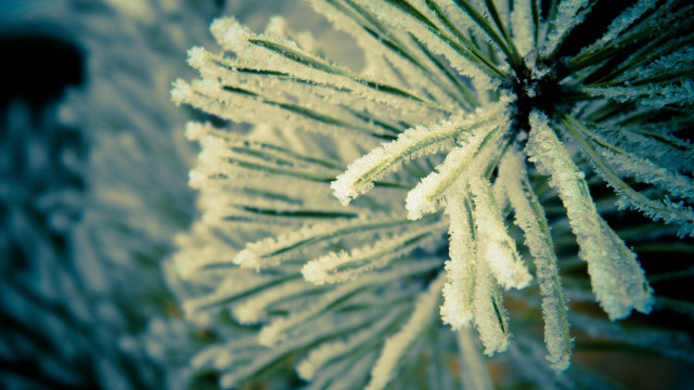 Pine frosted branch macro winter free wallpaper for desktop - medium preview image