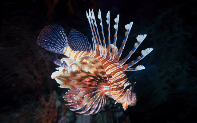 Lionfish coral reef night holography free wallpaper for desktop - medium preview image