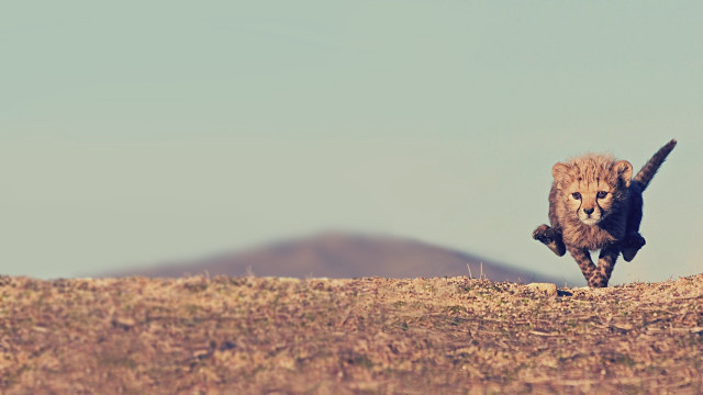 Cheetah drygrass mountains blue sky #2 free wallpaper for desktop - medium preview image