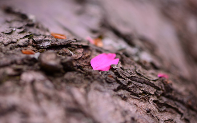 Pink flower on tree bark free wallpaper for desktop - medium preview image