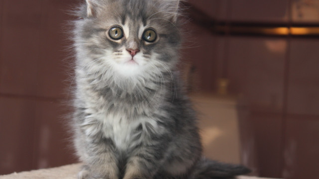 Small kitten table wall door free wallpaper for desktop - medium preview image