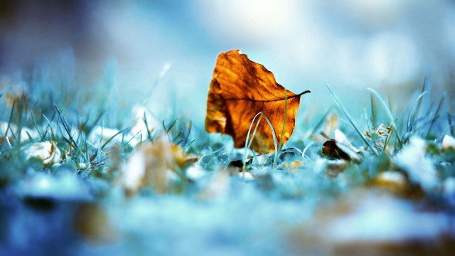 Leaf grass snow blue sky free wallpaper for desktop - medium preview image