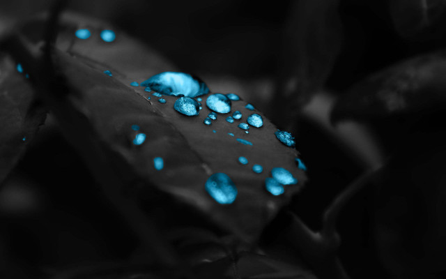 Leaf blue drops water surface free wallpaper for desktop - medium preview image