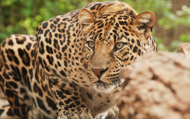 Leopard jungle camouflage blurry depth free wallpaper for desktop - medium preview image