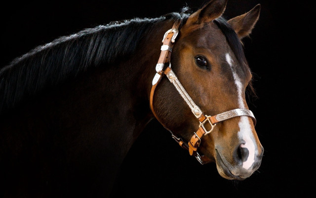 Brown horse white stripe bridle free wallpaper for desktop - medium preview image