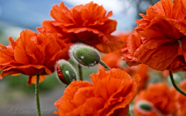 Flower autumn bloom closeup blurry free wallpaper for desktop - medium preview image