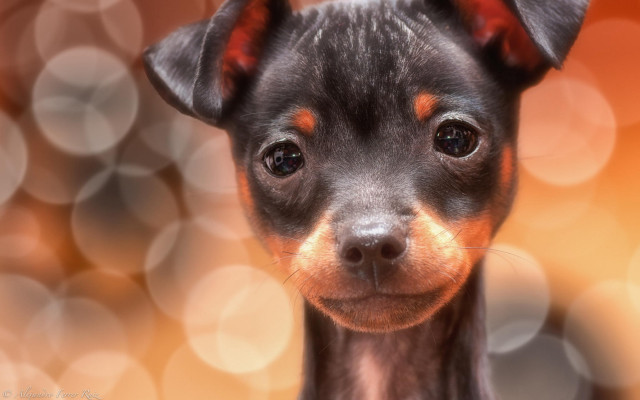 Small dog black brown face free wallpaper for desktop - medium preview image