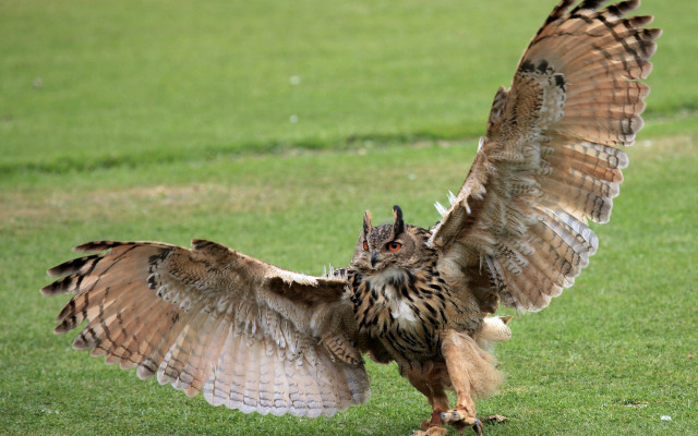 Owl spreads wings field grass free wallpaper for desktop - medium preview image