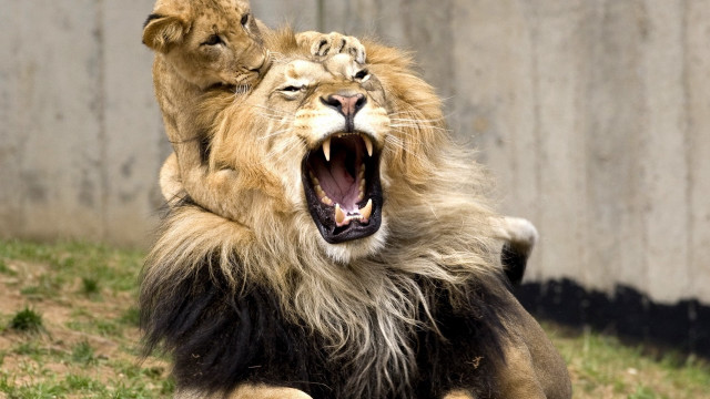 Lion sitting open mouth blurry free wallpaper for desktop - medium preview image