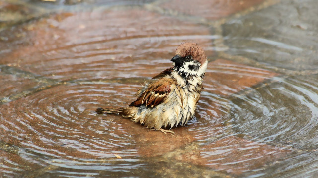Bird sitting in puddle ecological free wallpaper for desktop - medium preview image