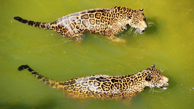 Leopards swimming fish ecological art free wallpaper for desktop - medium preview image