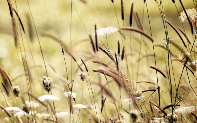 Tall grass white flowers sunset free wallpaper for desktop - medium preview image