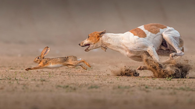 Dog chasing rabbit surrealist wild free wallpaper for desktop - medium preview image