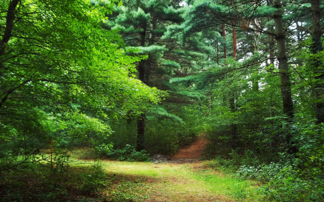 Dirt path forest trail nature free wallpaper for desktop - medium preview image