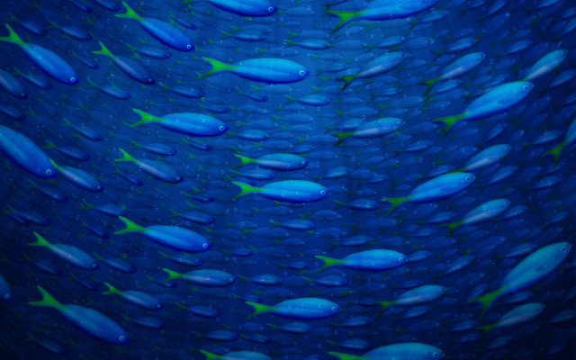 Blue fish ocean droplets green free wallpaper for desktop - medium preview image