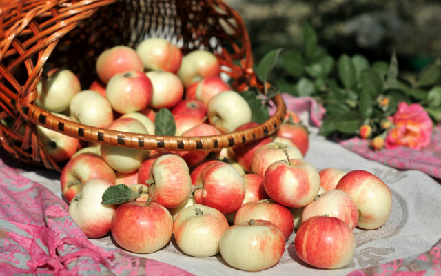 Basket apples table pink flower free wallpaper for desktop - medium preview image
