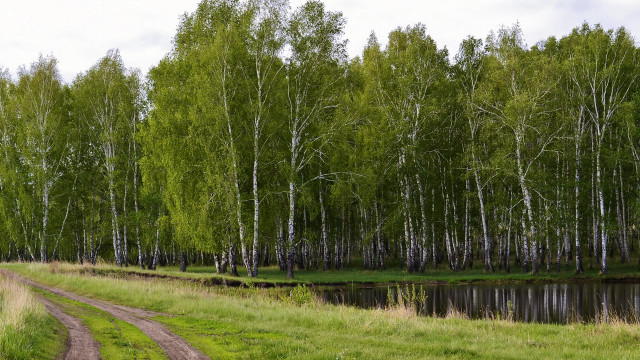 Dirt road forest river ecological free wallpaper for desktop - medium preview image