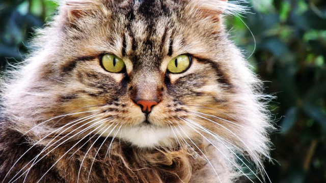 Cat green eyes bush leaves free wallpaper for desktop - medium preview image