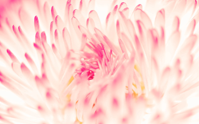 White flower pink petals macro free wallpaper for desktop - medium preview image