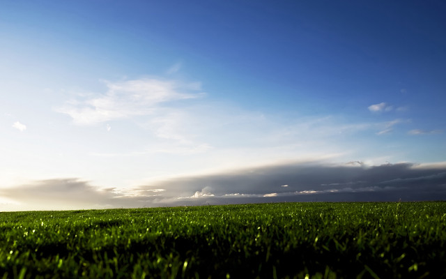 Lone tree grassy field cloudy #8 free wallpaper for desktop - medium preview image