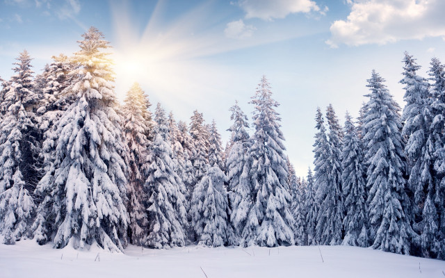 Snowy landscape trees sun blue free wallpaper for desktop - medium preview image