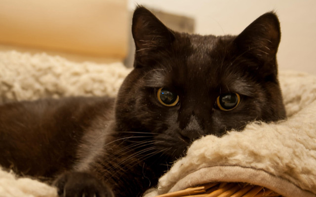 Black cat blanket bed basket free wallpaper for desktop - medium preview image