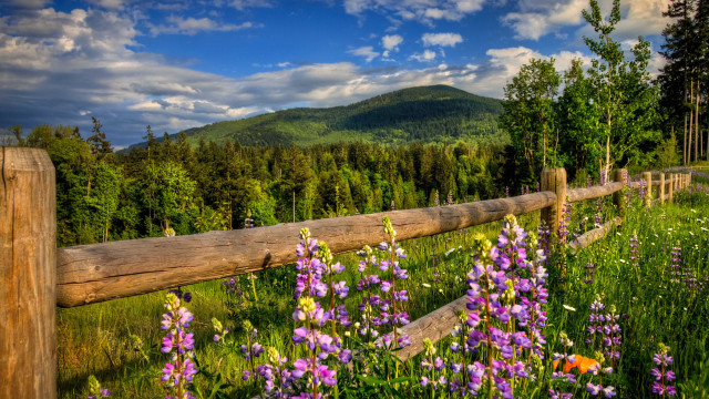 Wooden fence wildflowers mountains sky free wallpaper for desktop - medium preview image