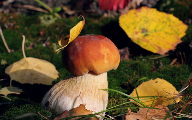 Mushroom greenfield autumn ecological bolswert free wallpaper for desktop - medium preview image