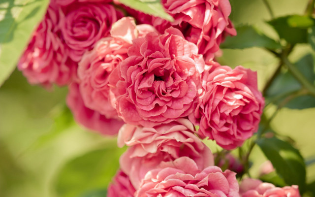 Pink roses green leaves macro free wallpaper for desktop - medium preview image