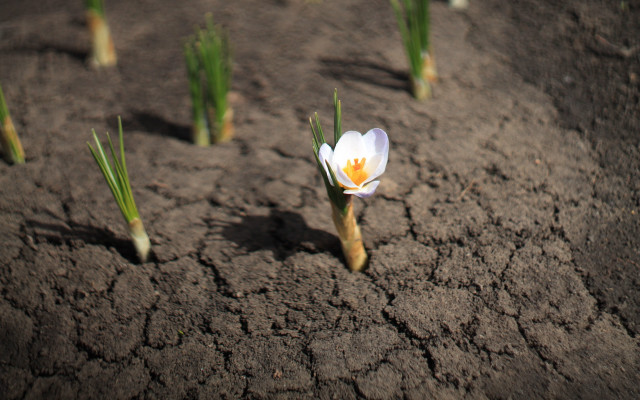 White flower dirt grass macro free wallpaper for desktop - medium preview image