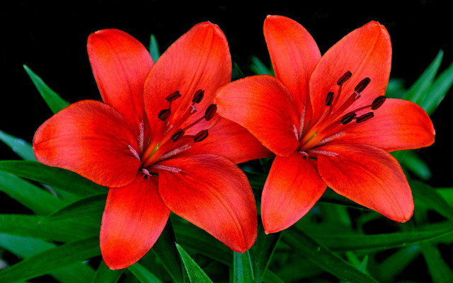 Red flower green leaves black free wallpaper for desktop - medium preview image