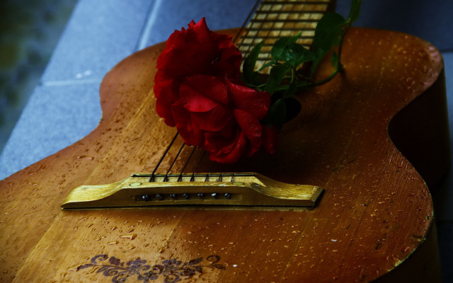 Guitar rose flower stilllife 8k free wallpaper for desktop - medium preview image