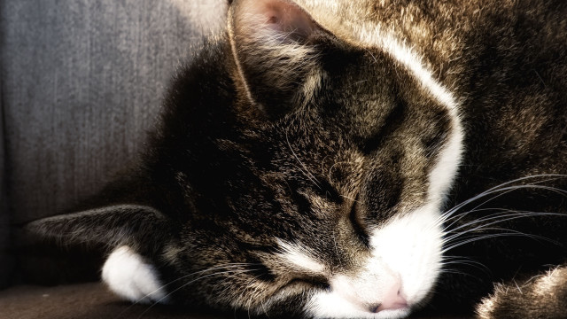 Cat sleeping couch armchair animals free wallpaper for desktop - medium preview image