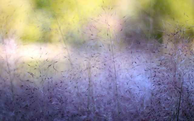 Blurry field grass trees impressionist free wallpaper for desktop - medium preview image