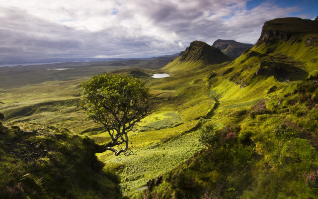 Tree grassy valley mountains lake free wallpaper for desktop - medium preview image