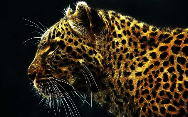 Leopard closeup black background yellow #2 free wallpaper for desktop - medium preview image
