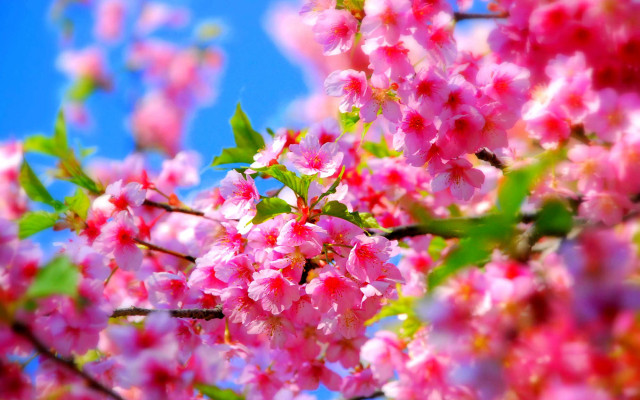 Pink cherry blossoms blue sky free wallpaper for desktop - medium preview image